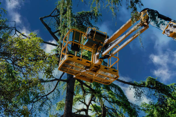 Professional  Tree Services in Forney, TX