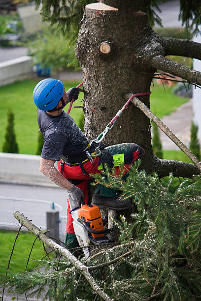 Best Tree Removal Service  in Forney, TX