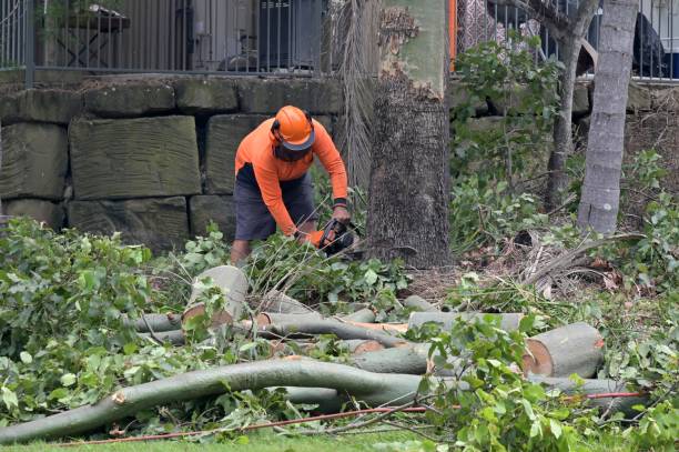 Best Hazardous Tree Removal  in Forney, TX